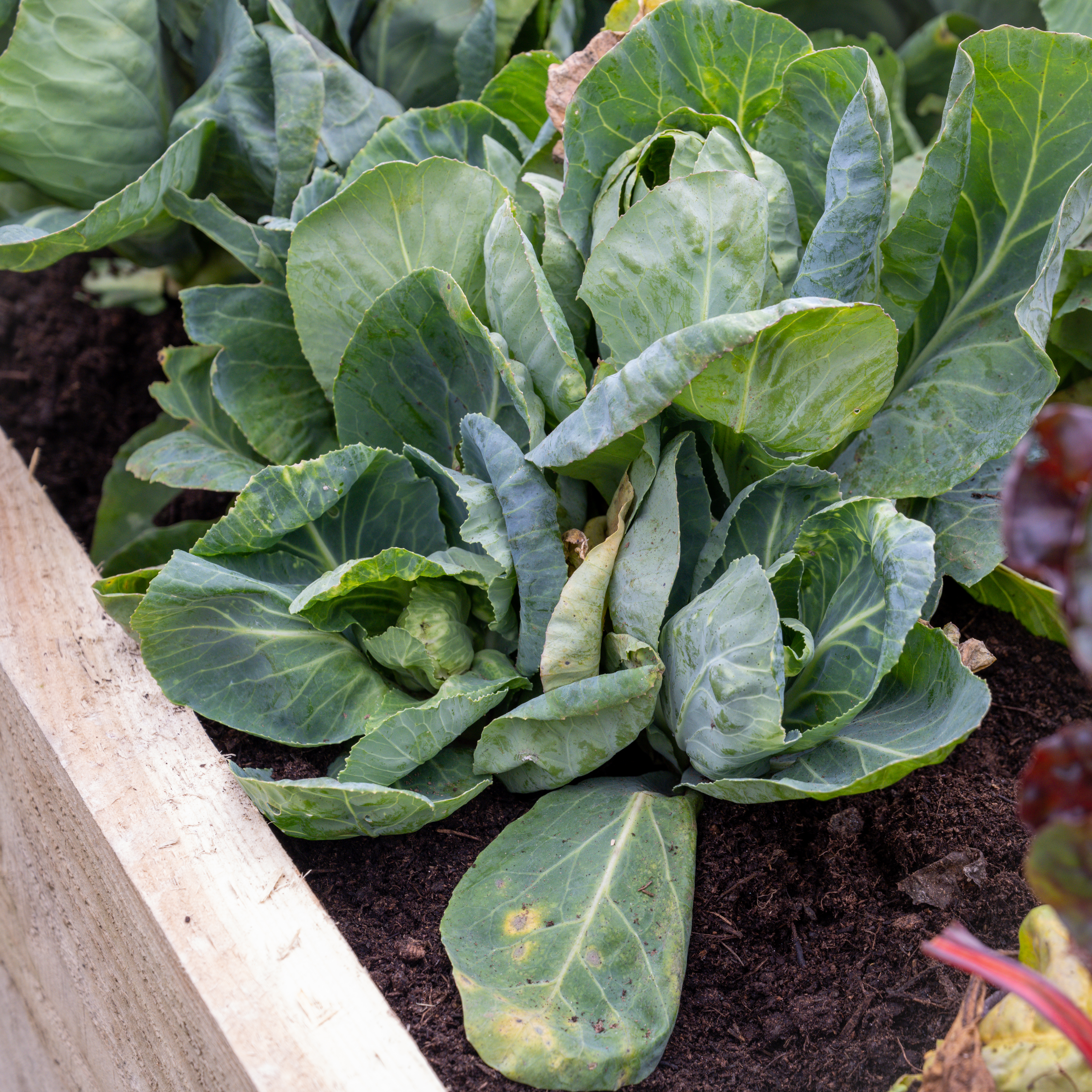 Caledonian trough Raised bed