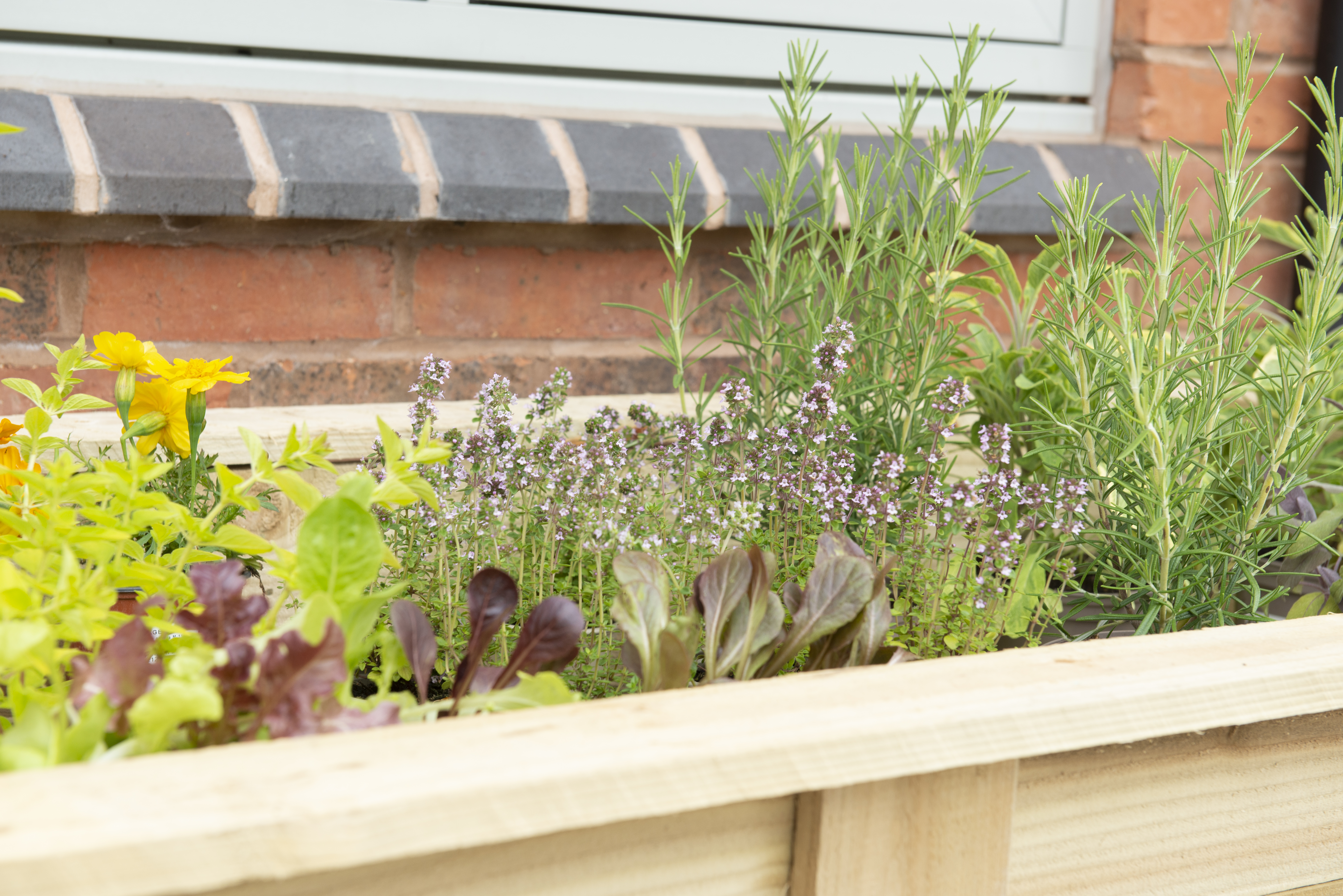 Large kitchen Garden planter 1.8m for herbs